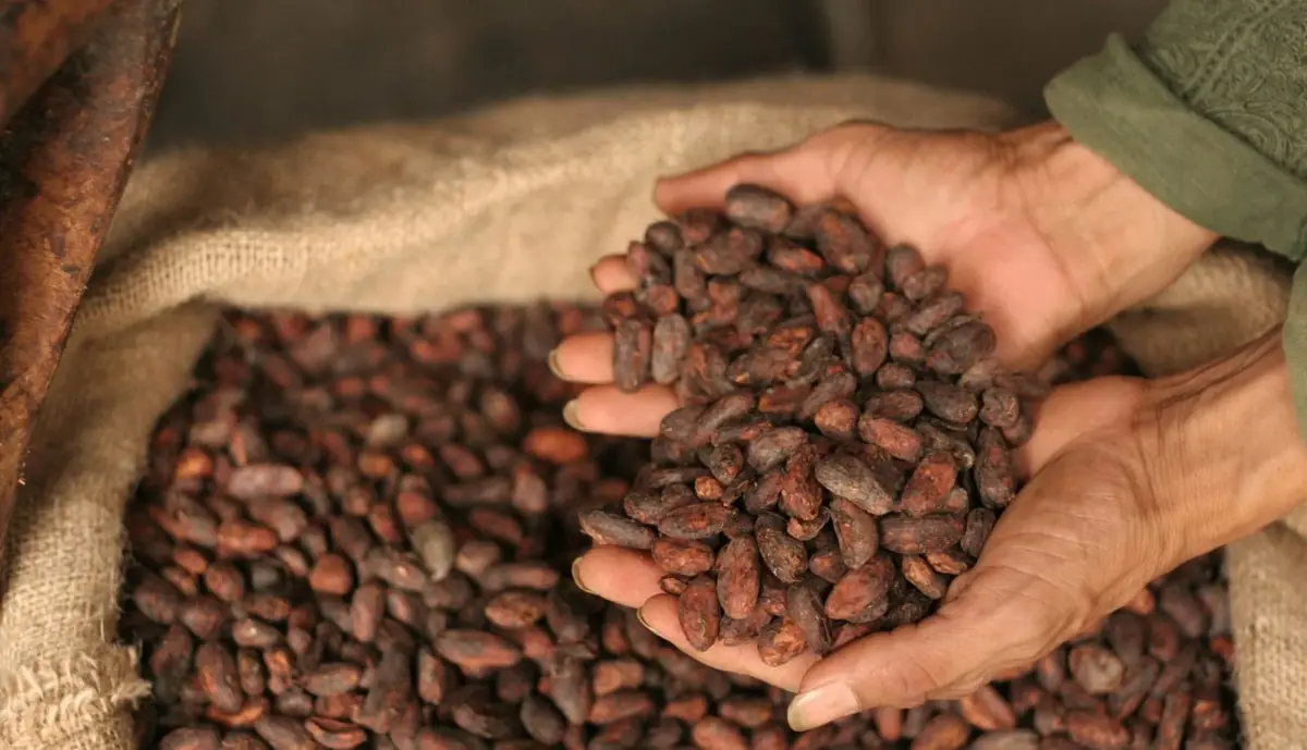 Hands holding dried cocoa beans above a burlap sack